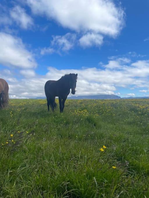 Klöpp Lodge - Snæfellsnes Peninsula Stykkishólmur Eksteriør billede